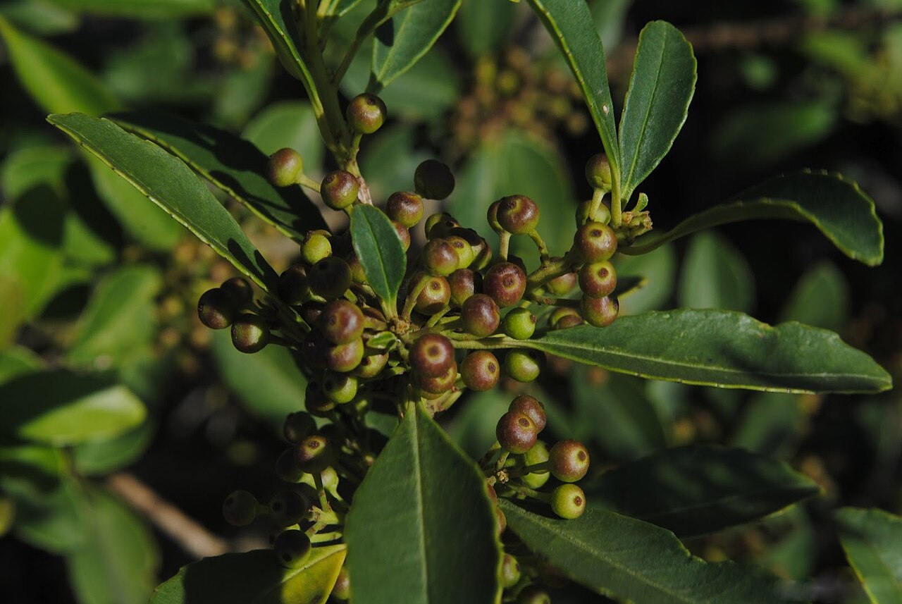 Ilex dumosa: Ilex dumosa . Aquifoliaceae. Fotos tomadas en paredón rocoso del Cerro Buena Vista en el departamento de Rivera, Uruguay.
