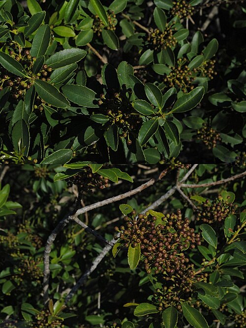 Ilex dumosa: Ilex dumosa . Aquifoliaceae. Fotos tomadas en paredón rocoso del Cerro Buena Vista en el departamento de Rivera, Uruguay.
