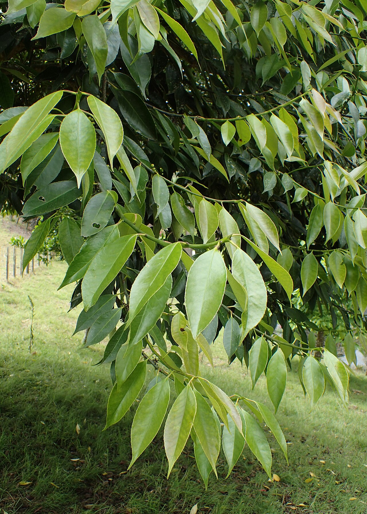 Farges's holly: Ilex fargesii in Hackfalls Arboretum, Hawkes's Bay, NZ