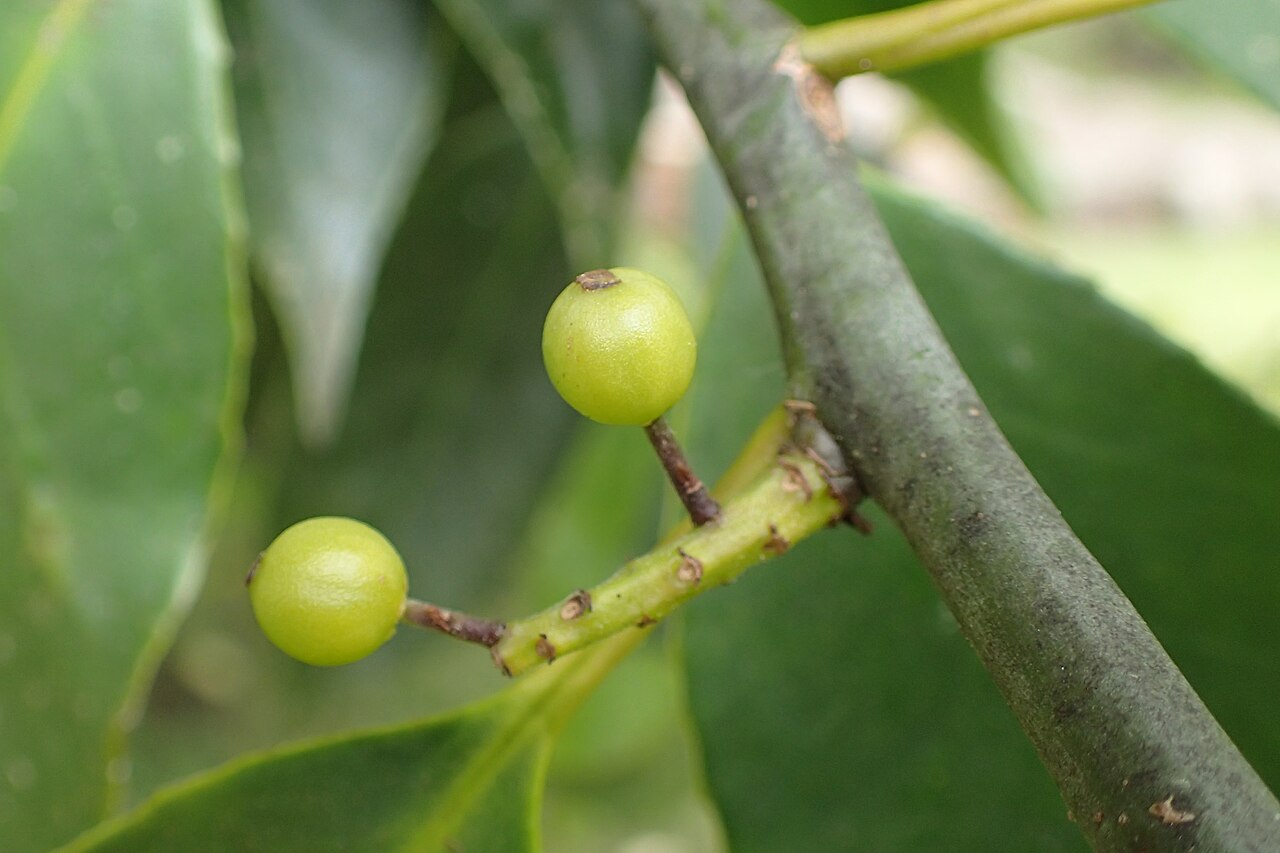 Farges's holly: Ilex fargesii in Hackfalls Arboretum, Hawkes's Bay, NZ
