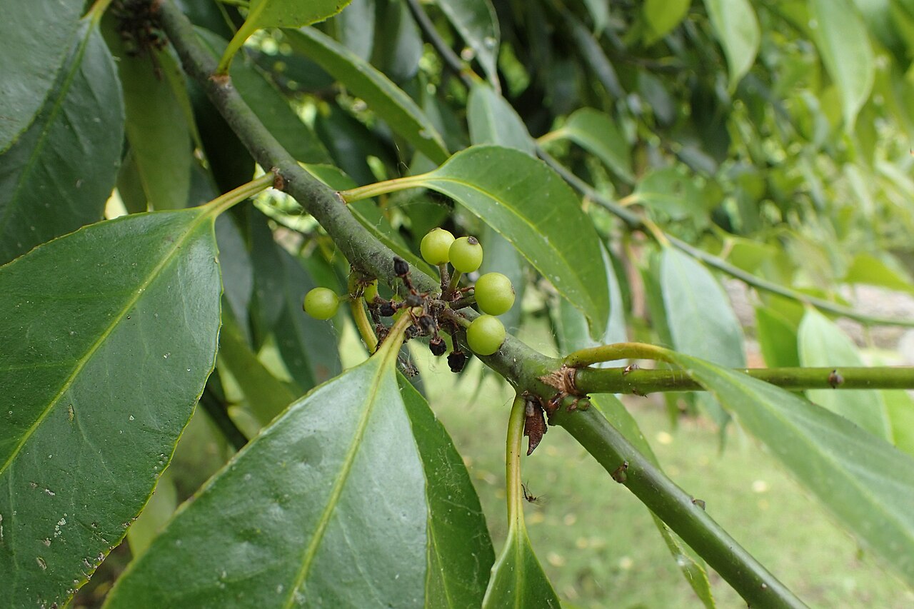 Farges's holly: Ilex fargesii in Hackfalls Arboretum, Hawkes's Bay, NZ