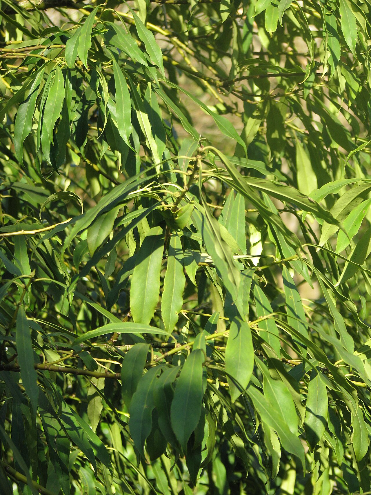 Farges's holly: A very attractive willowy species. Ilex is a surprisingly diverse genus