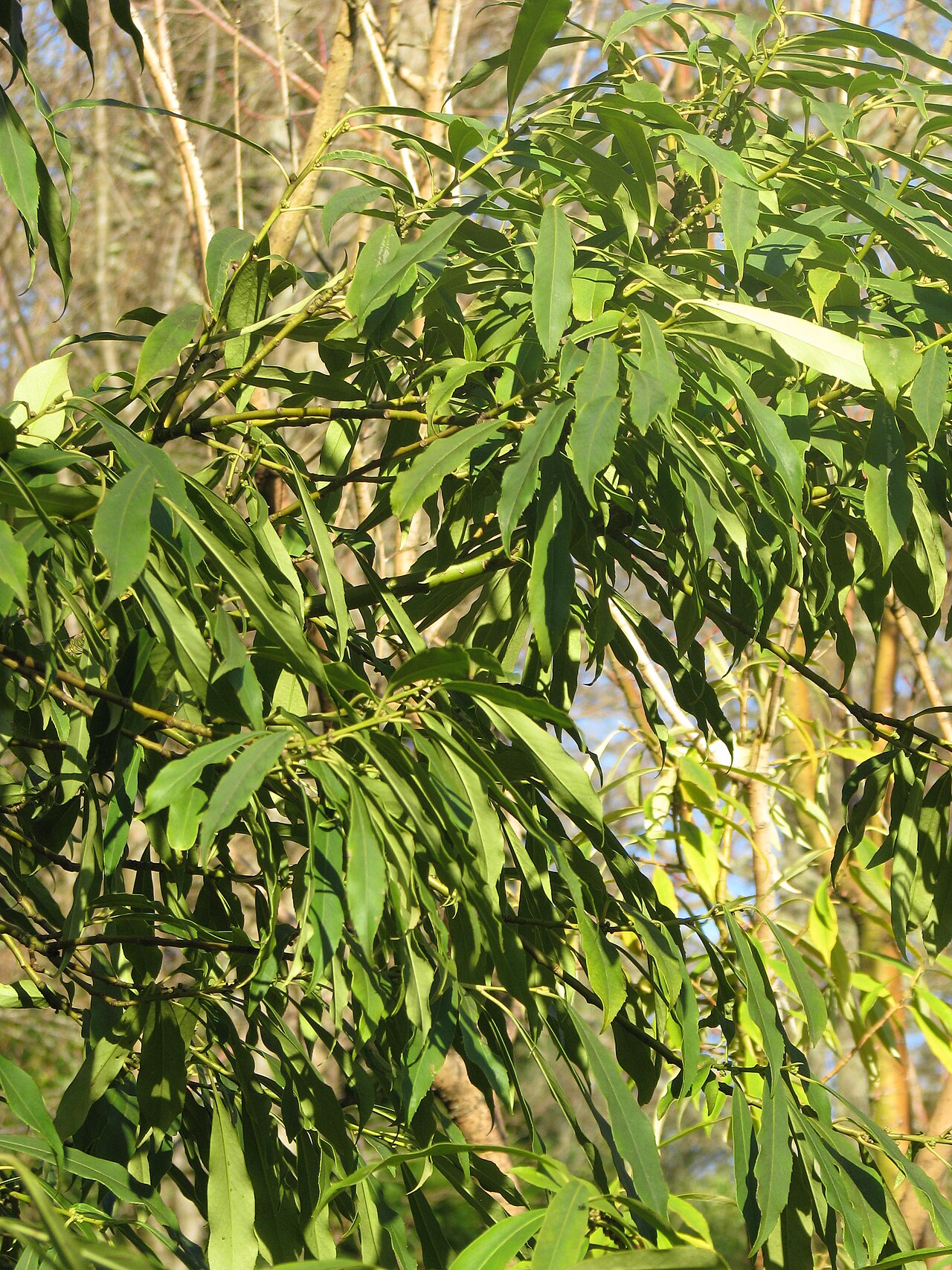 Farges's holly: Ilex fargesii