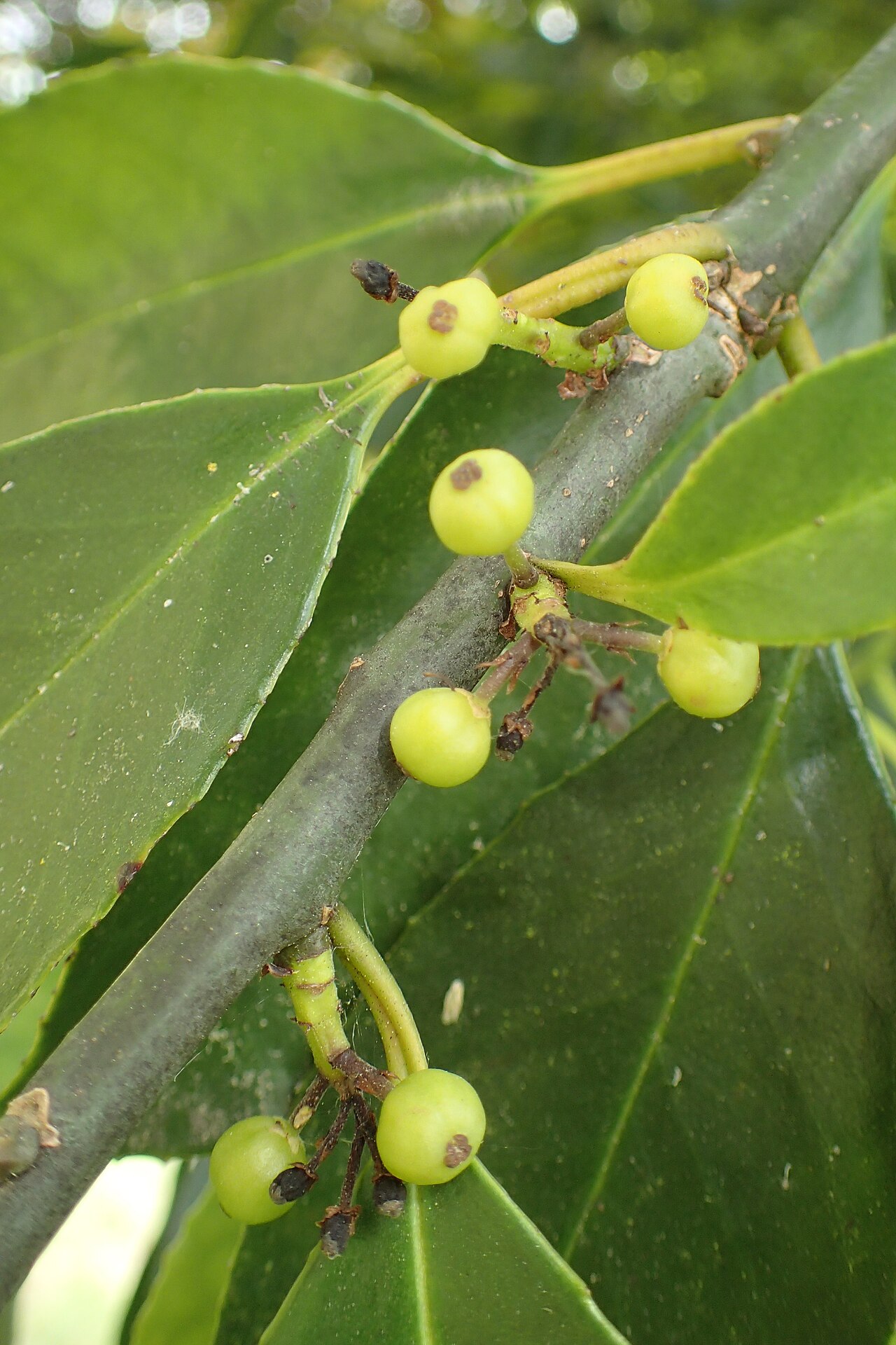Farges's holly: Ilex fargesii in Hackfalls Arboretum, Hawkes's Bay, NZ