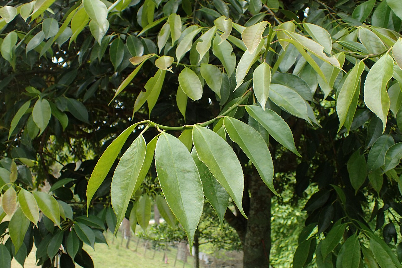 Farges's holly: Ilex fargesii in Hackfalls Arboretum, Hawkes's Bay, NZ