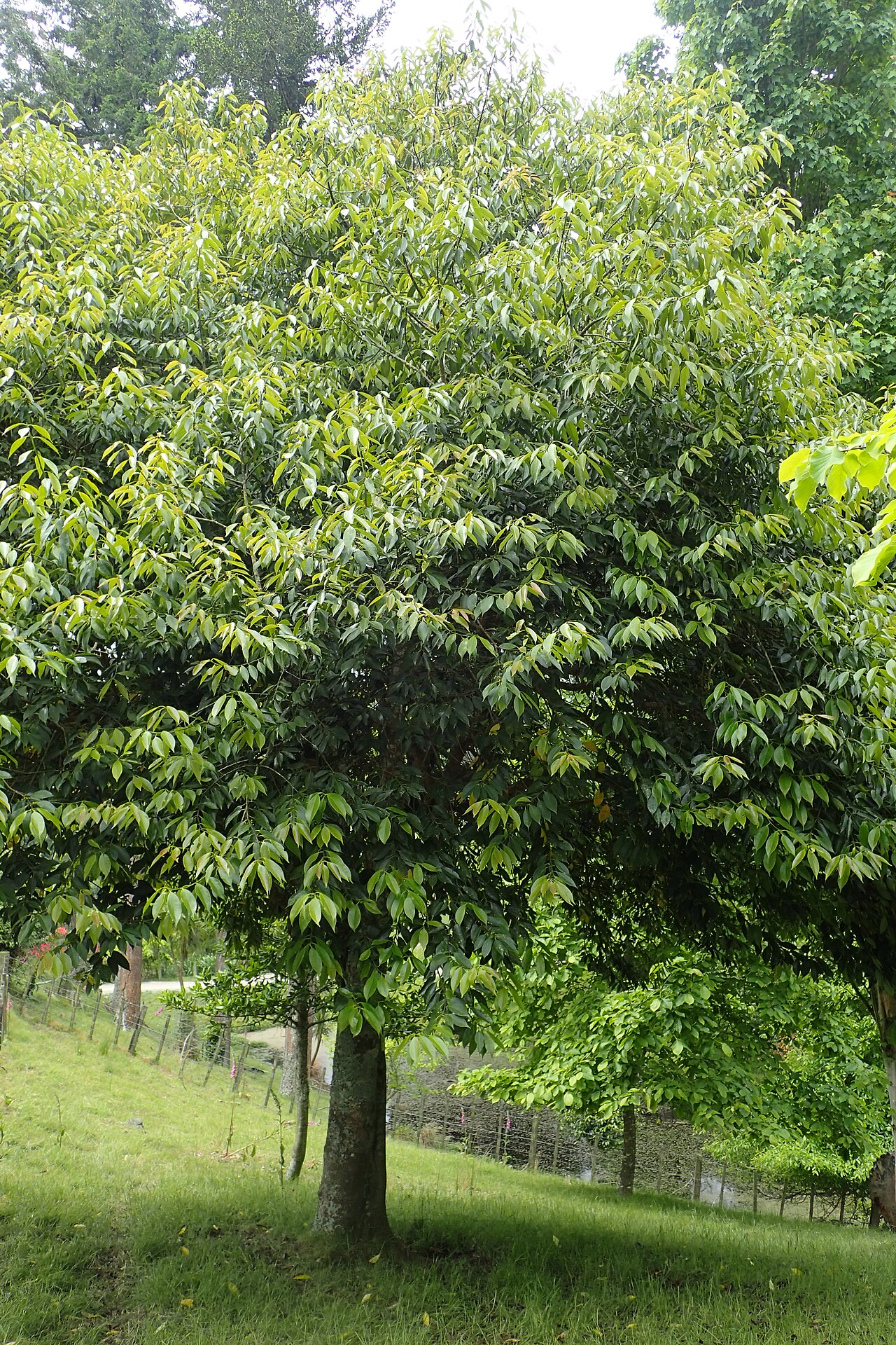 Farges's holly: Ilex fargesii in Hackfalls Arboretum, Hawkes's Bay, NZ