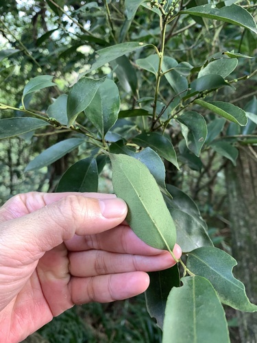 Ilex ficoidea (Ilex ficoidea)