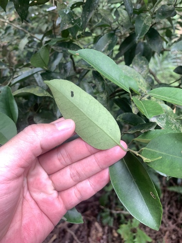Ilex ficoidea (Ilex ficoidea)