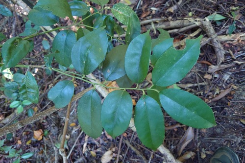 Ilex ficoidea (Ilex ficoidea)
