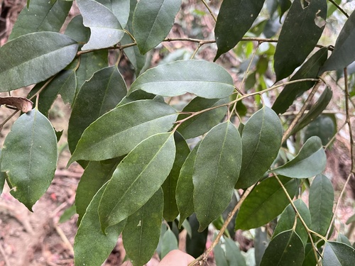 Ilex ficoidea (Ilex ficoidea)