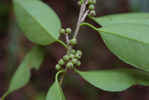 Ilex ficoidea (Ilex ficoidea)