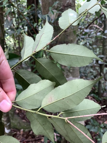 Ilex ficoidea (Ilex ficoidea)