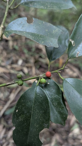 Ilex ficoidea (Ilex ficoidea)