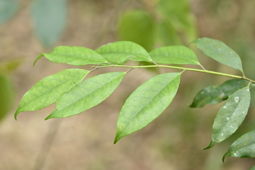 Ilex ficoidea (Ilex ficoidea)