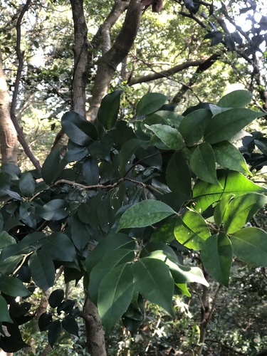 Ilex ficoidea (Ilex ficoidea)