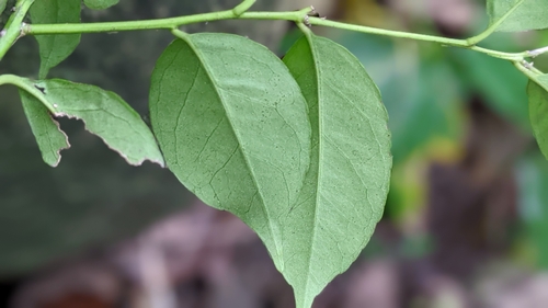 Ilex ficoidea (Ilex ficoidea)