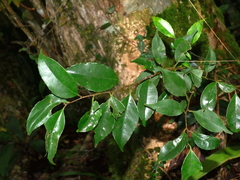 Ilex ficoidea (Ilex ficoidea)