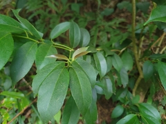 Ilex ficoidea (Ilex ficoidea)