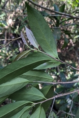 Ilex formosana (Ilex formosana)