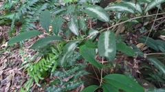 Ilex formosana (Ilex formosana)