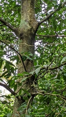 Ilex formosana (Ilex formosana)