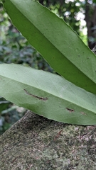 Ilex formosana (Ilex formosana)