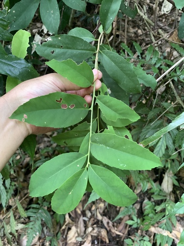 Ilex formosana (Ilex formosana)