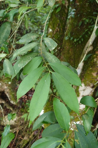 Ilex formosana (Ilex formosana)