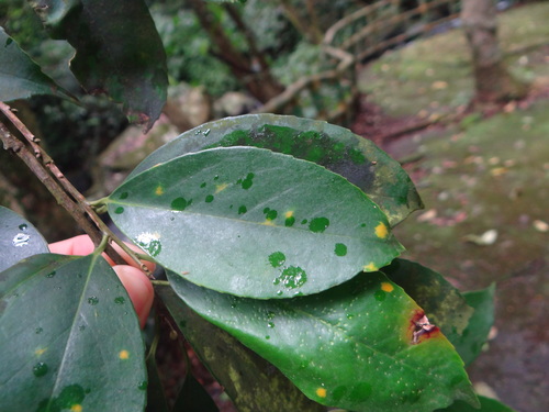 Ilex formosana (Ilex formosana)