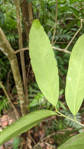 Ilex formosana (Ilex formosana)