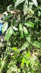 Ilex formosana (Ilex formosana)