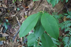 Ilex formosana (Ilex formosana)