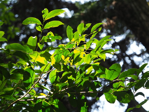 Ilex formosana (Ilex formosana)