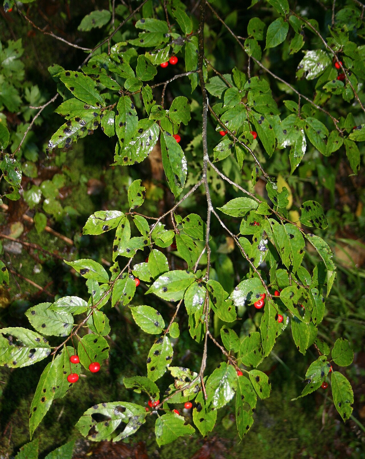 Ilex geniculata: Ilex geniculata fruit detail