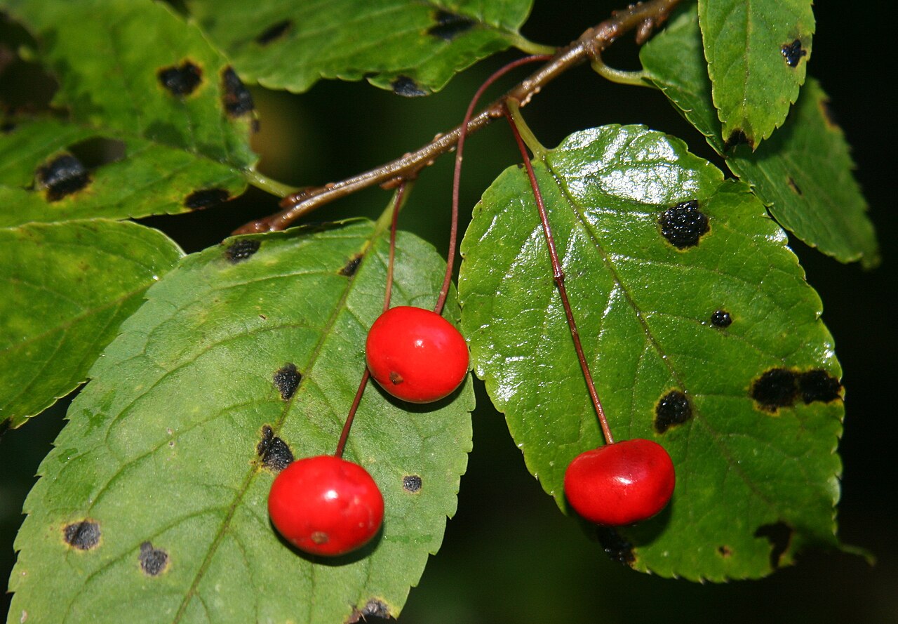 Ilex geniculata: Ilex geniculata fruit detail