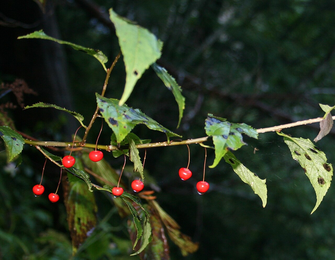 Ilex geniculata: Ilex geniculata fruit