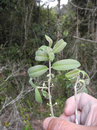 Ilex goudotii (Ilex goudotii)