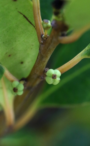 Holly (Ilex graciliflora)