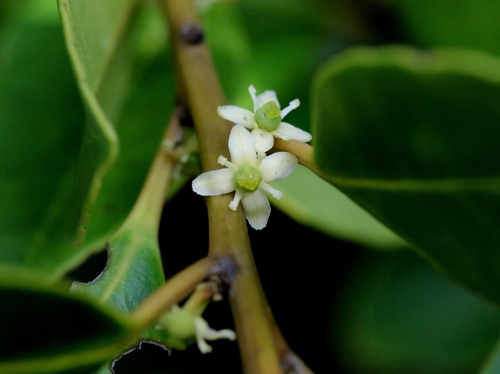 Holly (Ilex graciliflora)