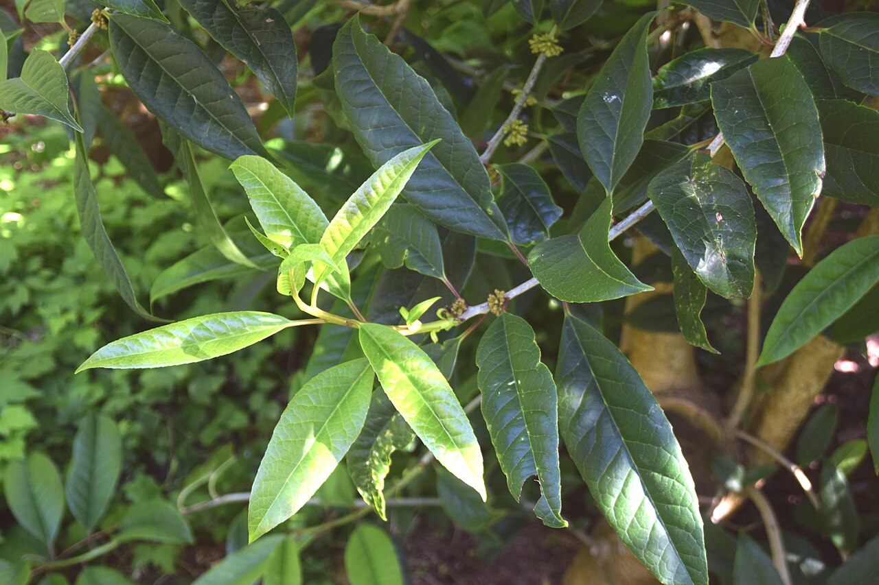 Ilex kingiana: Ilex insignis in Dunedin Botanic Garden, Dunedin, New Zealand