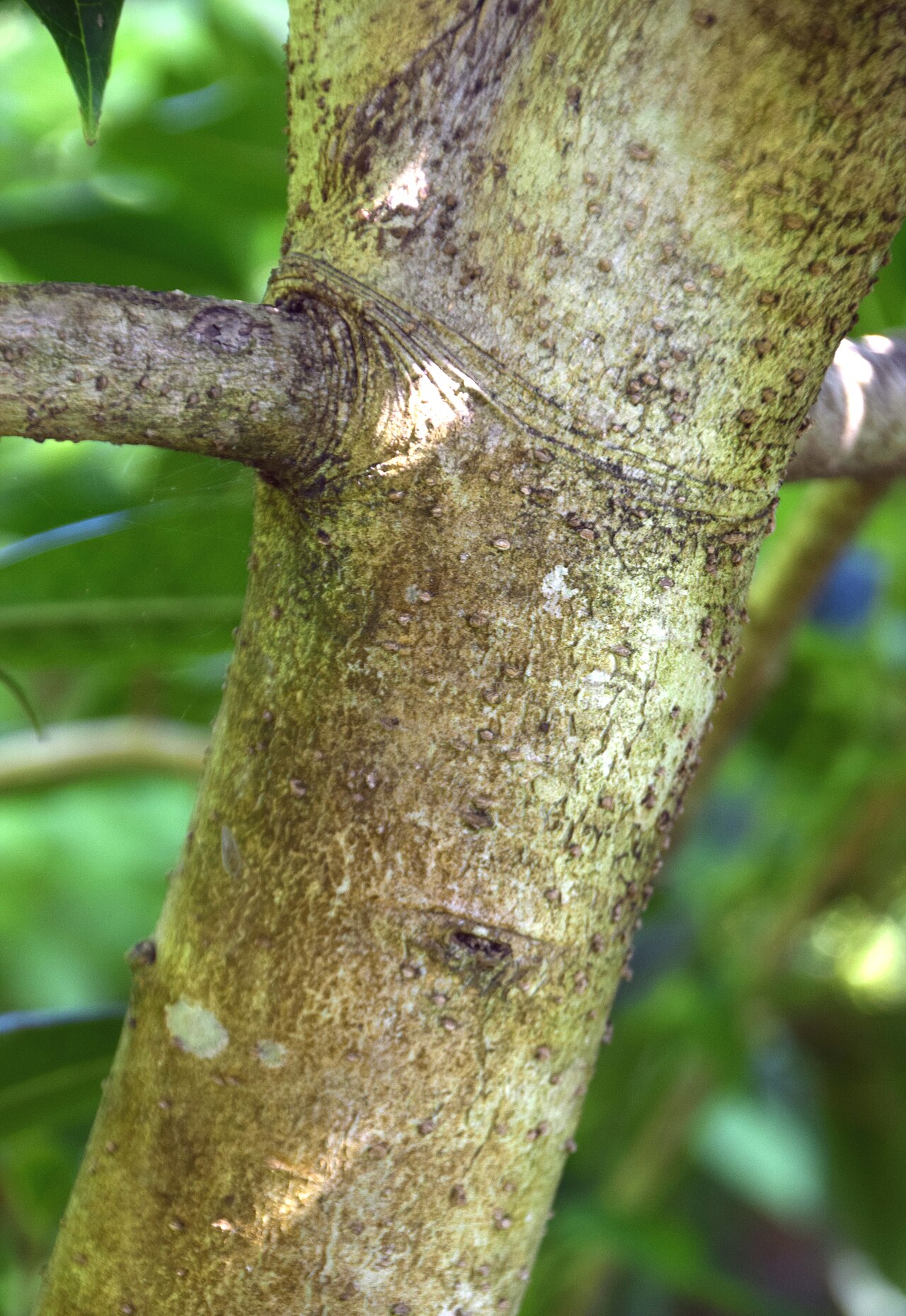 Ilex kingiana: Ilex insignis in Dunedin Botanic Garden, Dunedin, New Zealand