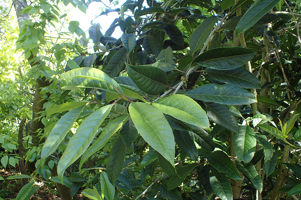 Ilex kingiana: Ilex kingiana in Dunedin Botanic Garden