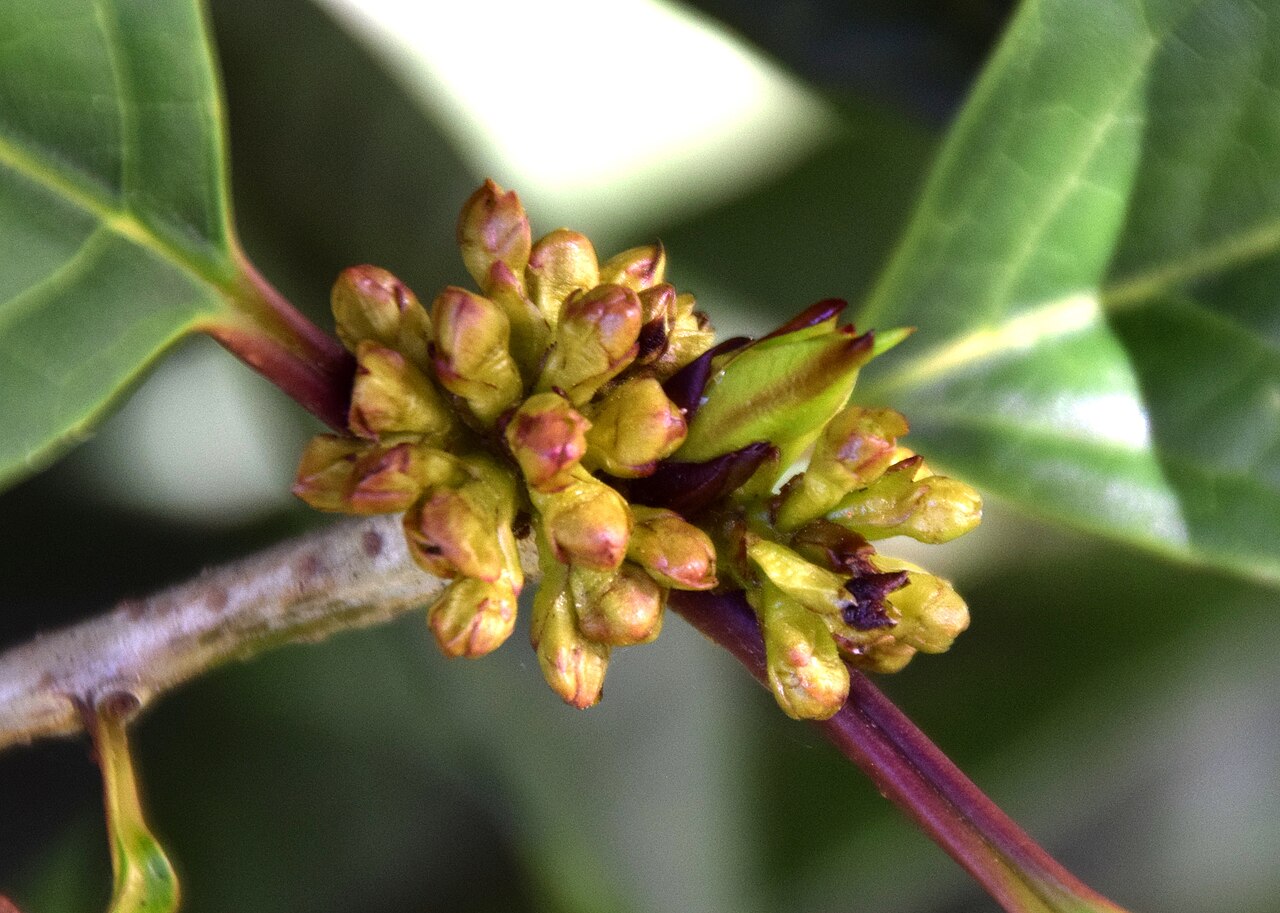 Ilex kingiana: Ilex insignis in Dunedin Botanic Garden, Dunedin, New Zealand
