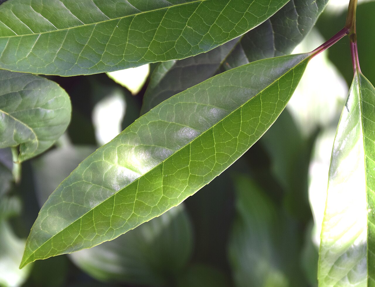 Ilex kingiana: Ilex insignis in Dunedin Botanic Garden, Dunedin, New Zealand
