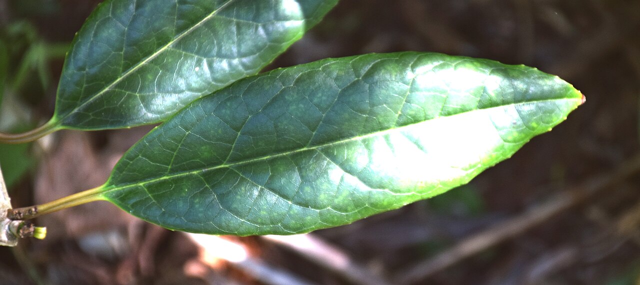 Ilex kingiana: Ilex insignis in Dunedin Botanic Garden, Dunedin, New Zealand