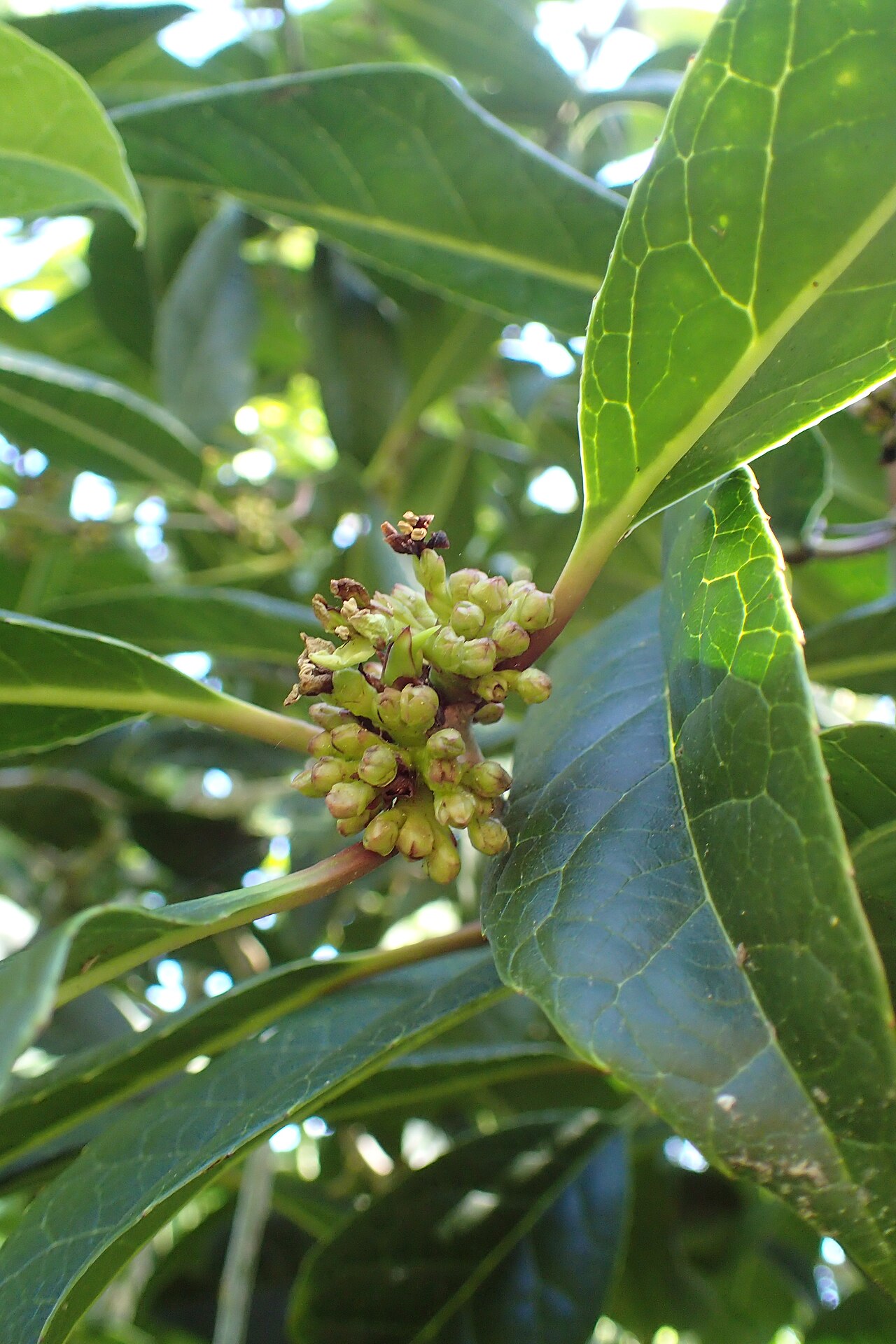Ilex kingiana: Ilex kingiana in Dunedin Botanic Garden