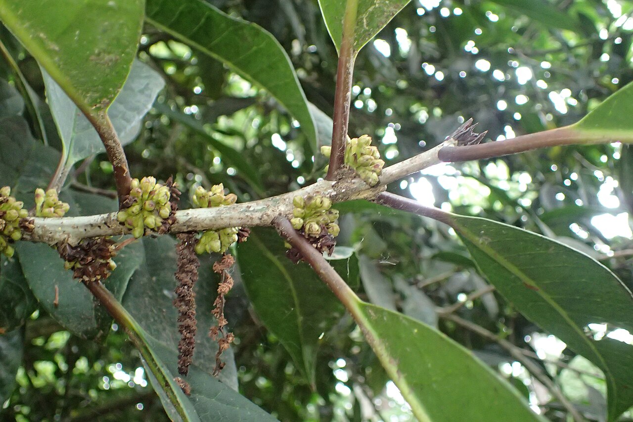 Ilex kingiana: Ilex kingiana in Hackfalls Arboretum, Hawkes's Bay, NZ