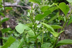 Ilex kusanoi (Ilex kusanoi)