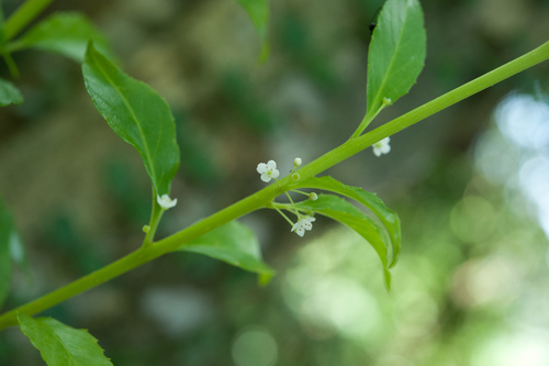 Ilex kusanoi (Ilex kusanoi)