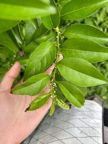 Ilex kusanoi (Ilex kusanoi)